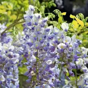 Wisteria floribunda 'Macrobotrys' 10L