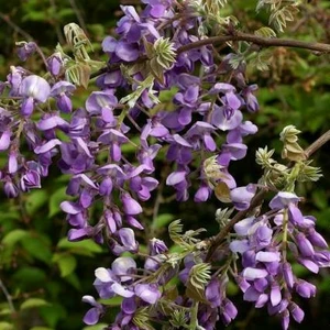 Picture Credit - Minier Nurseries