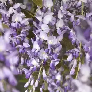 Wisteria sinensis 'Prolific' 25L Flat Head Frame