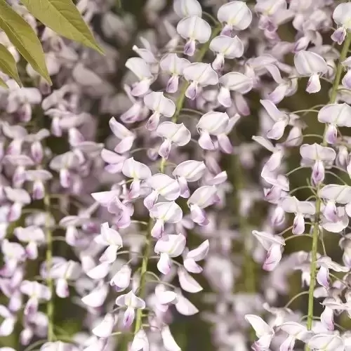 Wisteria floribunda 'Rosea' 5L