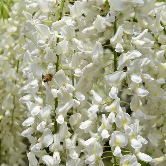 Wisteria brachybotrys 'Shiro Kapitan Fuji' 18L Standard