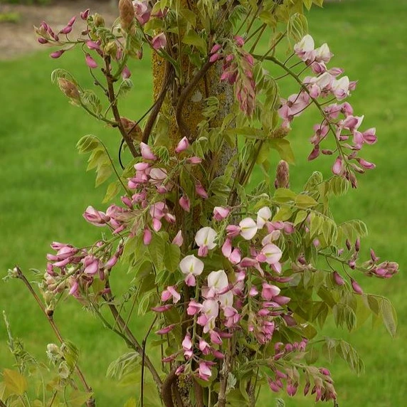 Picture - Minier Nurseries