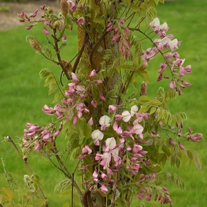 Picture - Minier Nurseries