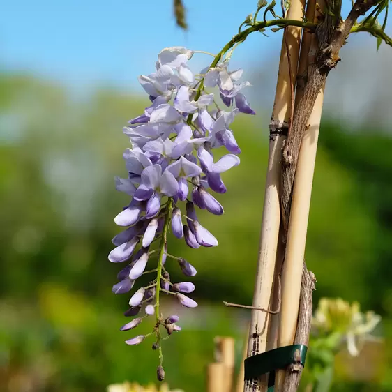 Wisteria sinensis 3L