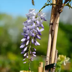 Wisteria sinensis 3L