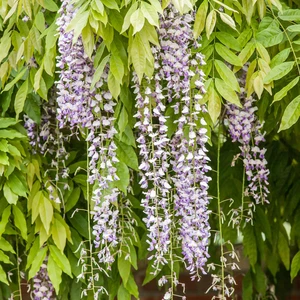 Wisteria sinensis 3L - image 2