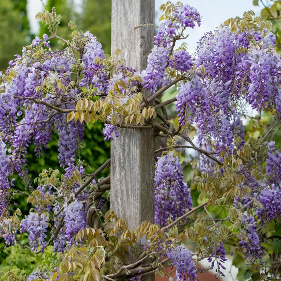 Wisteria sinensis 3L - image 3