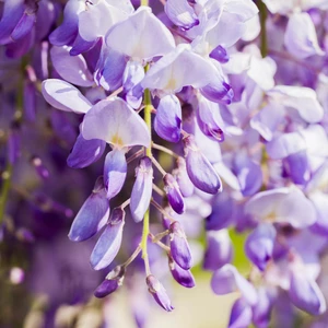 Wisteria sinensis 10L - image 1