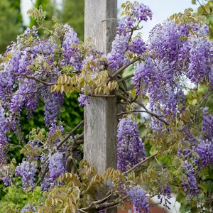 Wisteria sinensis 10L - image 3