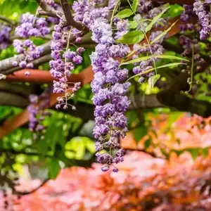 Wisteria floribunda 'Violacea Plena' 3L