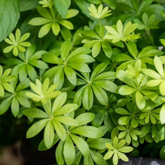 Woodruff 1L