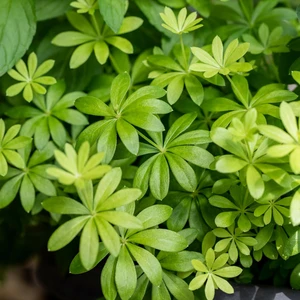 Woodruff 9cm