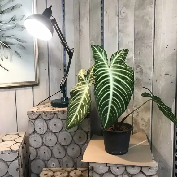 Xanthosoma lindenii 'Magnificum' 14cm - image 1