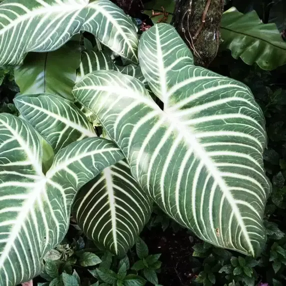 Xanthosoma lindenii 'Magnificum' 14cm - image 3