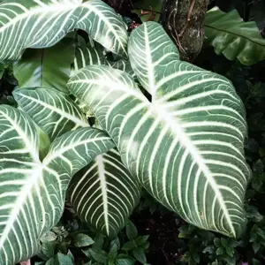 Xanthosoma lindenii 'Magnificum' 14cm - image 3