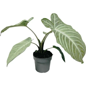 Xanthosoma lindenii 'Mint'