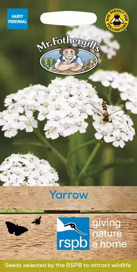 Yarrow - image 1