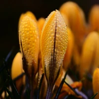 Yellow Flowering Bulbs