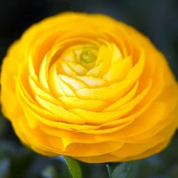 Yellow Flowering Bulbs