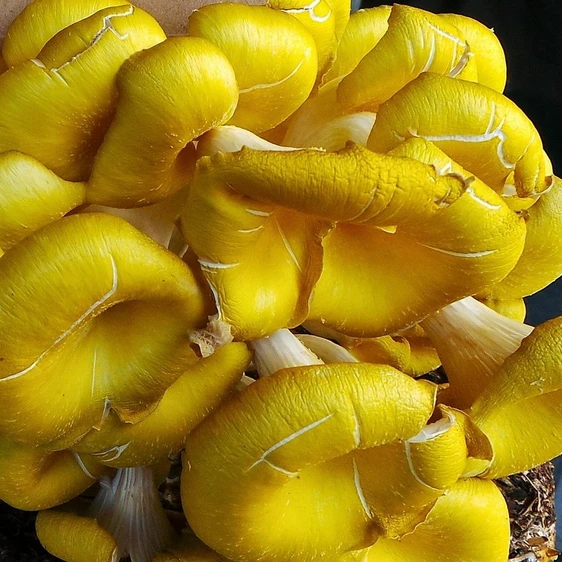 Yellow Oyster Mushroom Growing Kit