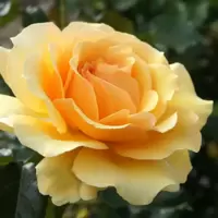 Yellow Roses