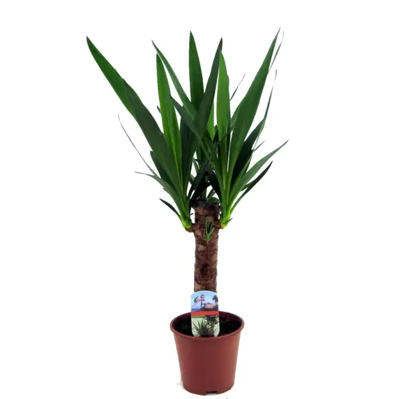 Yucca elephantipes 14cm - image 1