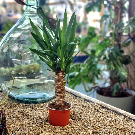 Yucca elephantipes 12cm - image 1