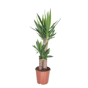 Yucca elephantipes 21cm - image 1
