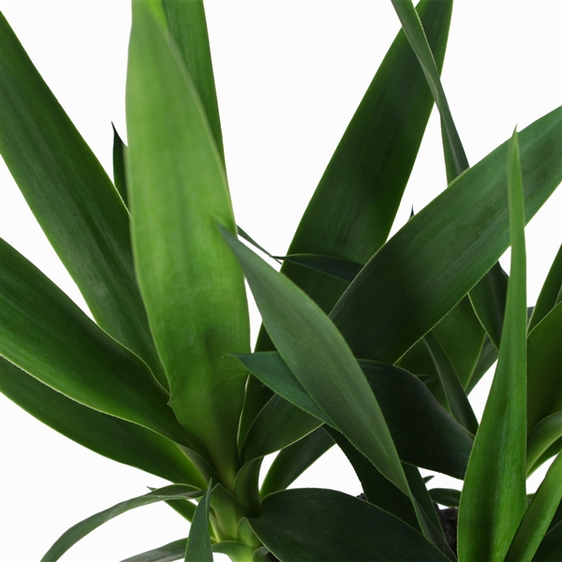 Yucca elephantipes 21cm - image 2