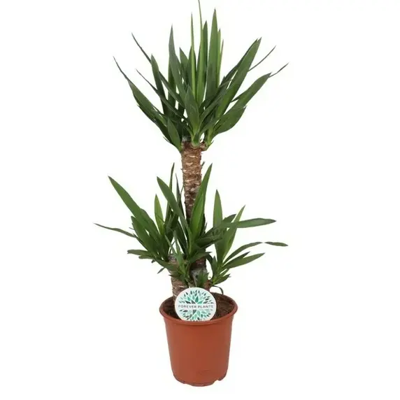 Yucca elephantipes 21cm - image 1