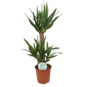 Yucca elephantipes 21cm - image 1