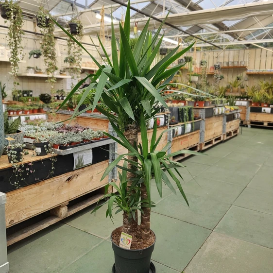 Yucca elephantipes 27cm - image 2