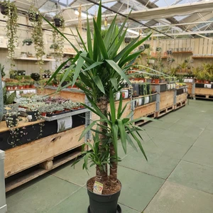 Yucca elephantipes 27cm - image 2
