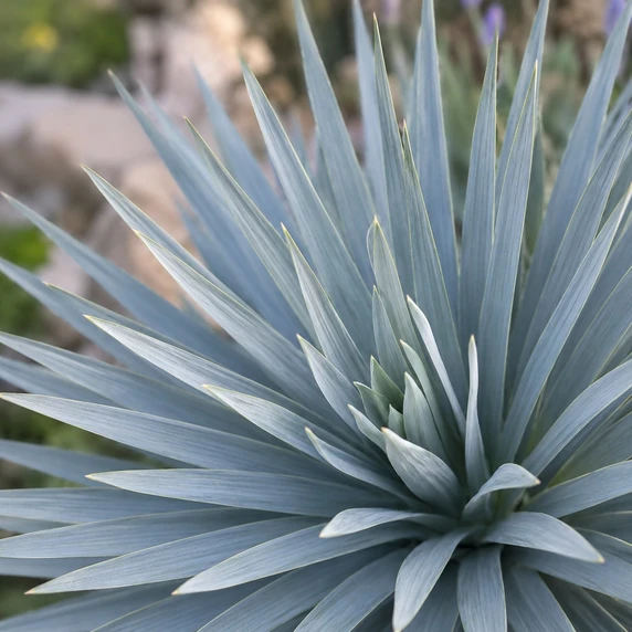 Yucca filamentosa × rostrata 'French Flag' - image 1