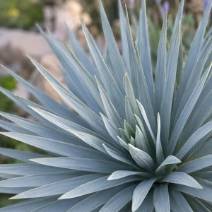 Yucca filamentosa × rostrata 'French Flag' - image 1