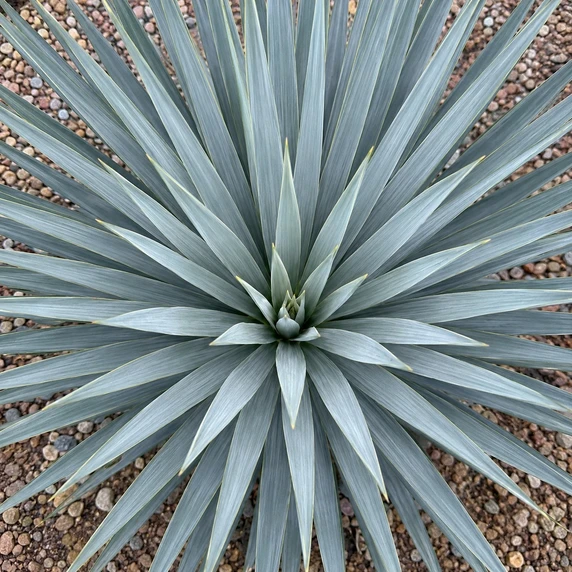 Yucca filamentosa × rostrata 'French Flag' - image 2