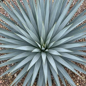 Yucca filamentosa × rostrata 'French Flag' - image 2