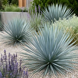 Yucca filamentosa × rostrata 'French Flag' - image 3