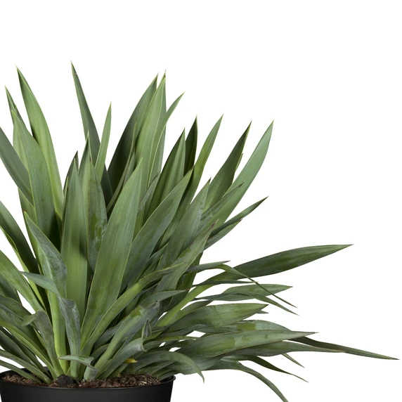 Yucca gloriosa 15L