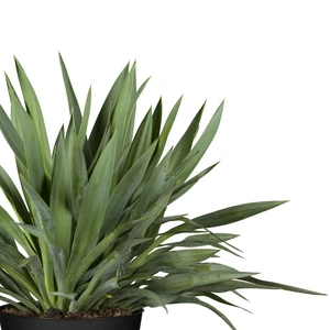 Yucca gloriosa 15L