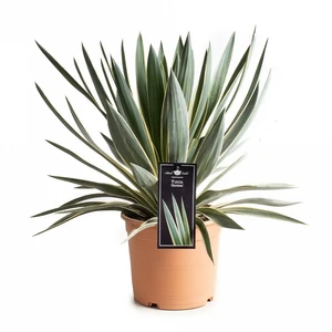 Yucca gloriosa 'Variegata' 7.5L - image 2