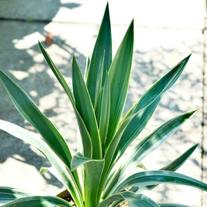 Yucca gloriosa 'Variegata' 7.5L - image 1