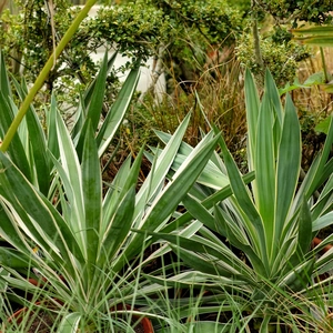 Yucca gloriosa 'Variegata' 7L
