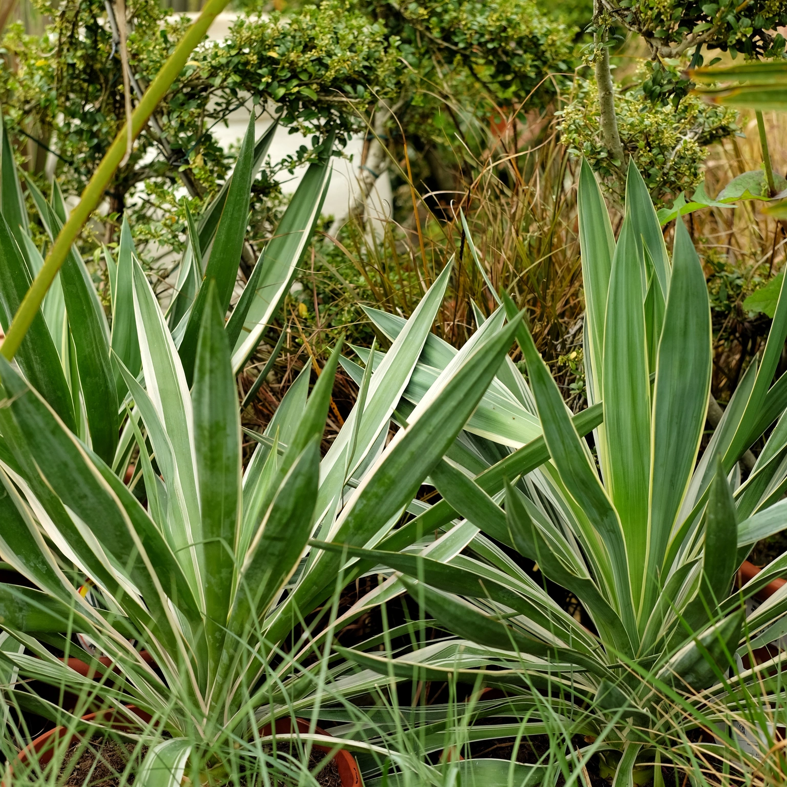 Yucca gloriosa 'Variegata' 7L - Cowell's Garden Centre | Woolsington