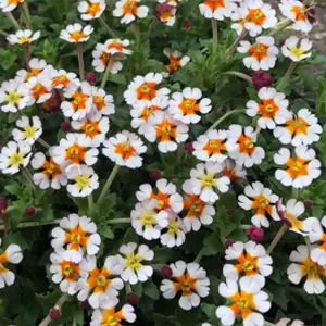 Picture Credit - Kernock Park Plants Ltd