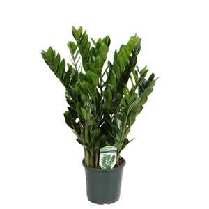 Zamioculcas zamiifolia 'Lucky'