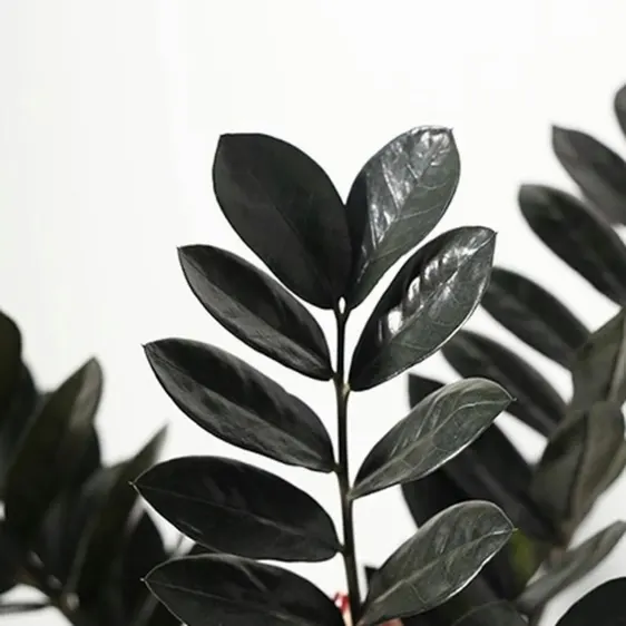 Zamioculcas zamiifolia 'Raven' 14cm - image 1