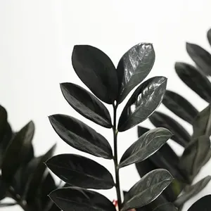 Zamioculcas zamiifolia 'Raven' 14cm - image 1