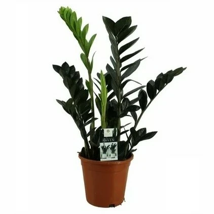 Zamioculcas zamiifolia 'Raven' 14cm - image 2