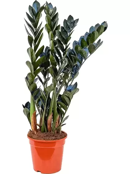 Zamioculcas zamiifolia 'Raven' 21cm - image 1